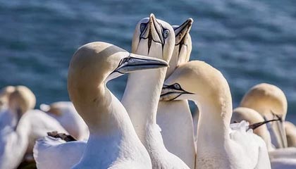 许昌伴游招聘，风信子伴游网