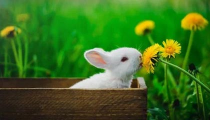 许昌伴游招聘，风信子伴游网